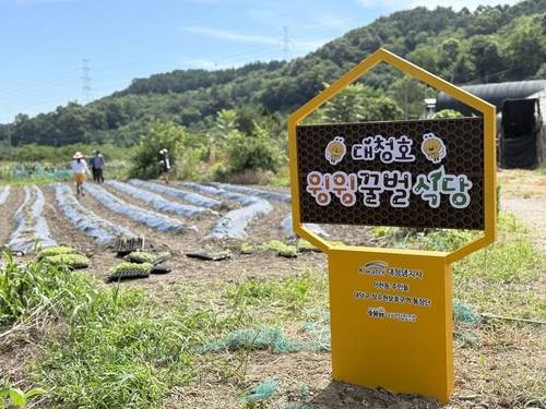 꿀벌 증가 위해 대청호 주변 마을에 무농약 들깨밭 조성…'윙윙꿀벌식당' 개소