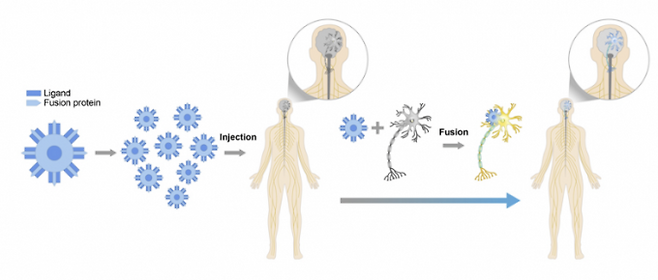 큐라미스의 세포 융합(cell fusion) 기술을 나타낸 모식도. 세포 융합은 젊고 건강한 줄기세포를 병든 세포와 결합시켜 손상 세포를 회복시키는 기술이다. 젊은 피를 수혈해 활력을 되찾는 원리와 같다. 큐라미스 제공