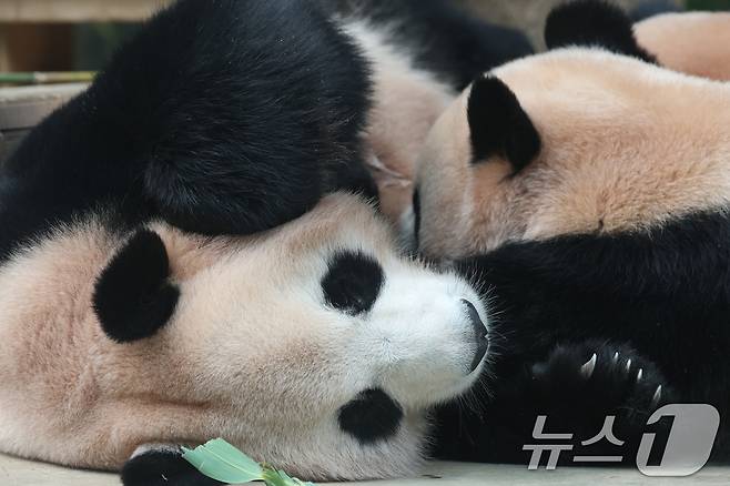 국내 최초 쌍둥이로 태어난 판다 자매 루이바오, 후이바오가 엄마와 함께 있는 모습이 일반에 마지막으로 공개된 12일 경기 용인시 처인구 에버랜드 판다월드에서 엄마 아이바오가 루이바오·후이바오에게 젖을 물리고 있다. 2025.8.12/뉴스1 ⓒ News1 김영운 기자
