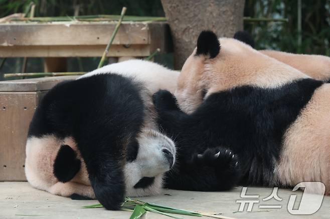 국내 최초 쌍둥이로 태어난 판다 자매 루이바오, 후이바오가 엄마와 함께 있는 모습이 일반에 마지막으로 공개된 12일 경기 용인시 처인구 에버랜드 판다월드에서 엄마 아이바오가 루이바오·후이바오에게 젖을 물리고 있다. 2025.8.12/뉴스1 ⓒ News1 김영운 기자