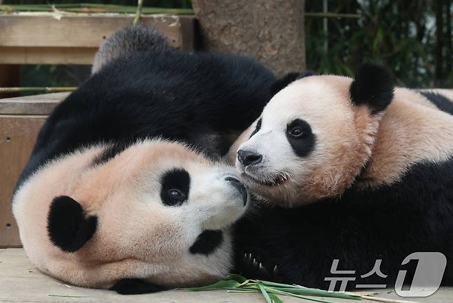 국내 최초 쌍둥이로 태어난 판다 자매 루이바오, 후이바오가 엄마와 함께 있는 모습이 일반에 마지막으로 공개된 12일 경기 용인시 처인구 에버랜드 판다월드에서 엄마 아이바오가 루이바오·후이바오에게 젖을 물리고 있다. 2025.8.12/뉴스1 ⓒ News1 김영운 기자