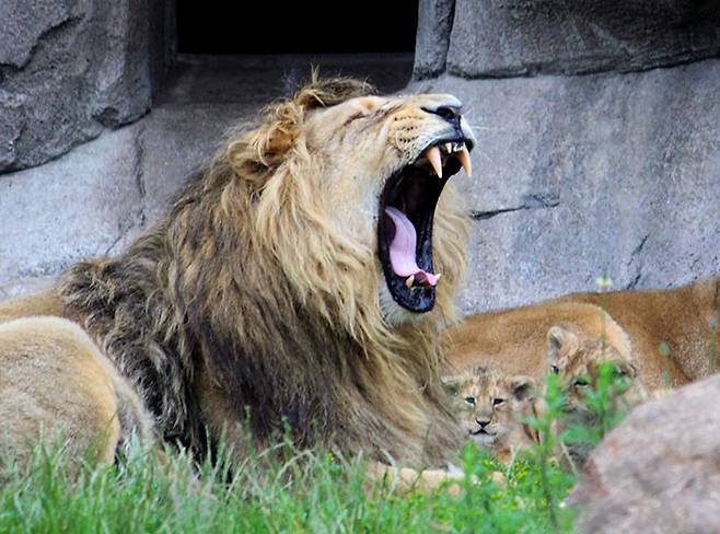 출처=인스타그램(Aalborg Zoo)