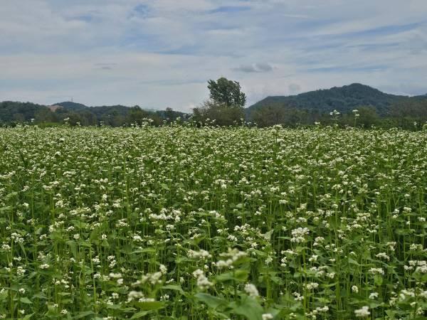 낙돌강 체육공원에 메밀 꽃이 활짝 펴있다. 구미시