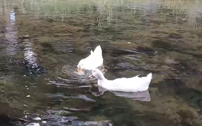 경기도 안양시 삼성천의 오리 가족 중 이순이가 누군가의 학대로 사망한 사실이 알려졌다. 유튜브 오리 엄마 캡처