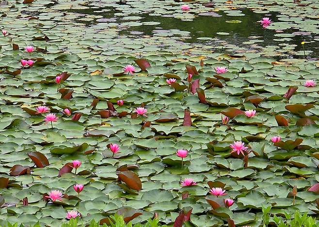 황학산 수목원 매룡지의 수련