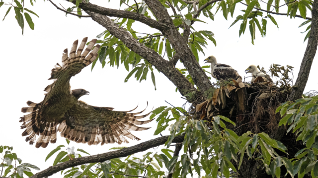 강원 양양군 백두대간에서 촬영된 희귀 철새 벌매. 양양생태사진연구회 제공