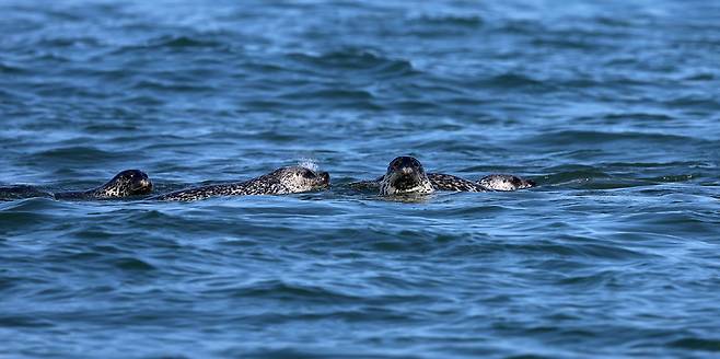 ▲ 지난달 23일 인천 백령도 두무진항 인근 바다에서 천연기념물이자 멸종위기등급 1등급인 점박이물범들이 먹이사냥을 하고 있다. 점박이 물범은 백령도 인근 바다에 약 300마리정도 관찰된다고 이야기 했다. /양진수기자 photosmith@incheonilbo.com
