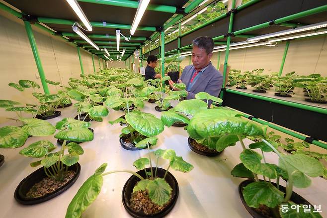 제주농업기술센터 관계자가 5일 컨테이너 식물공장에서 재배 중인 고추냉이를 살펴보고 있다. 제주도는 6월부터 태양광 전력을 활용해 RE100(재생에너지 100% 사용) 고추냉이를 시범 재배하고 있다.
제주=전영한 기자 scoopjyh@donga.com