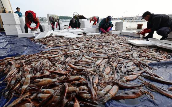 강원 강릉시 주문진항 어판장에서 어민들이 채낚기 어선이 잡아 온 오징어를 선별해 상자에 담고 있다. 연합뉴스