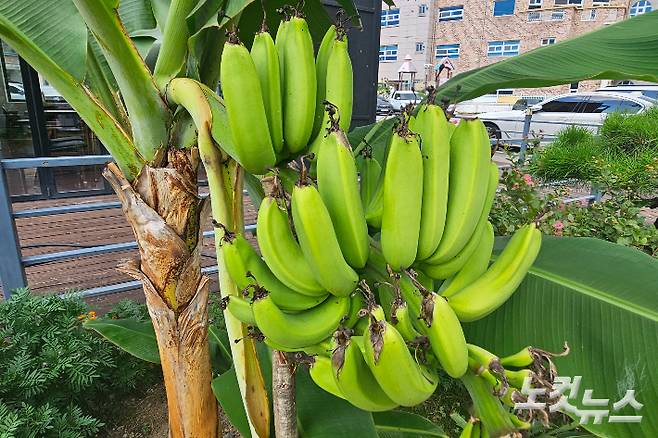 강원 춘천의 한 교회 뒷편 마당에 바나나가 열려있는 모습. 구본호 기자