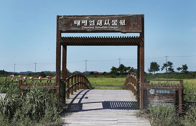 태평염생식물원엔 걷기 편한 나무 데크 길이 조성돼 있다. 박미향 기자