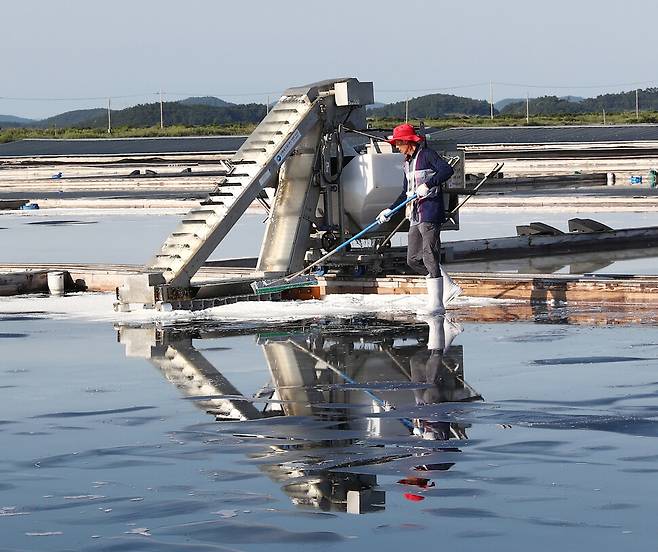 노동의 강도를 줄여주는 채염 기구들을 활용해 태평염전 소금을 모으고 있는 염부. 폭염으로 통상 오후 4시30분~5시 나와 일한다. 10월 말까지만 볼 수 있는 풍경이다. 박미향 기자