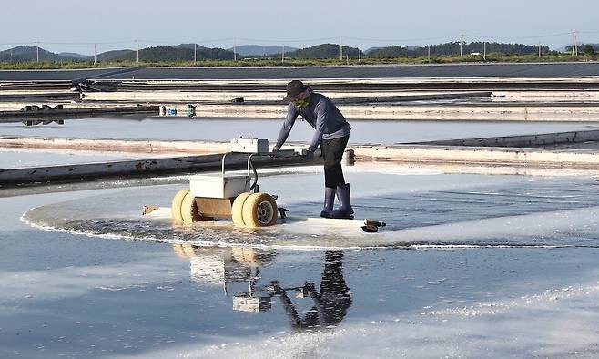 노동의 강도를 줄여주는 채염 기구들을 활용해 태평염전 소금을 모으고 있는 염부. 폭염으로 통상 오후 4시30분~5시 나와 일한다. 10월 말까지만 볼 수 있는 풍경이다. 박미향 기자