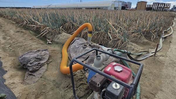 최악 가뭄에 농업용수 공급이 중단된 가운데 1일 강원 강릉시 한 대파밭에 심어진 파가 말라가고 있다. 연합뉴스