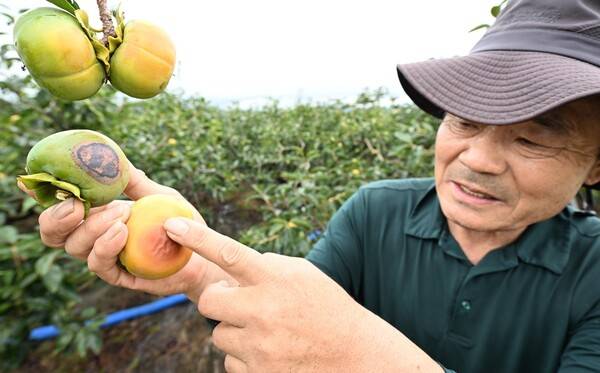 창원시 의창구 동읍 죽동리에서 감농사를 하는 박재구 씨가 1일 오전 화상 입은 감을 들어보이고 있다. /김구연 기자