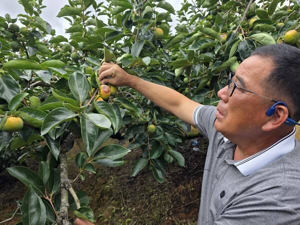 최치룡 씨가 1일 오후 창원 의창구 북면에 있는 개인 단감 농장에서 일소 피해를 본 감을 만지고 있다. /최석환 기자