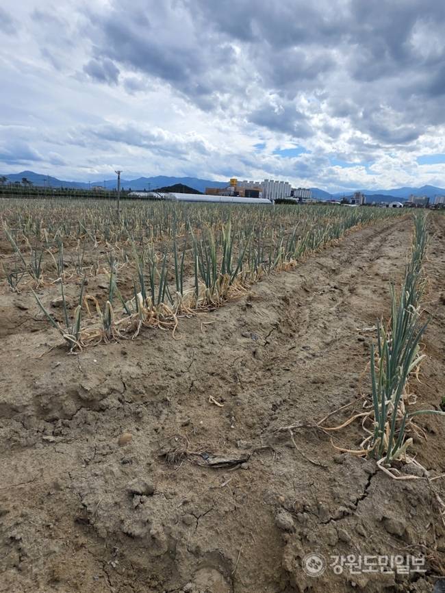▲ 역대급 가뭄에 농업용수 공급이 중단되는 등 강릉의 물 부족 사태가 심각한 가운데 1일 강릉시 송정동 한 대파밭에 심어진 파가 말라가고 있다. 특히 물 부족으로 땅도 갈라지는 등 농민들의 한숨이 깊다. 황선우 기자