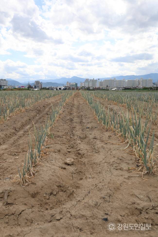 ▲ 역대급 가뭄에 농업용수 공급이 중단되는 등 강릉의 물 부족 사태가 심각한 가운데 1일 강릉시 송정동 한 대파밭에 심어진 파가 말라가고 있다. 특히 물 부족으로 땅도 갈라지는 등 농민들의 한숨이 깊다. 황선우 기자