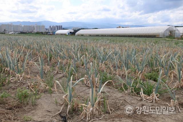 ▲ 역대급 가뭄에 농업용수 공급이 중단되는 등 강릉의 물 부족 사태가 심각한 가운데 1일 강릉시 송정동 한 대파밭에 심어진 파가 말라가고 있다. 특히 물 부족으로 땅도 갈라지는 등 농민들의 한숨이 깊다. 황선우 기자