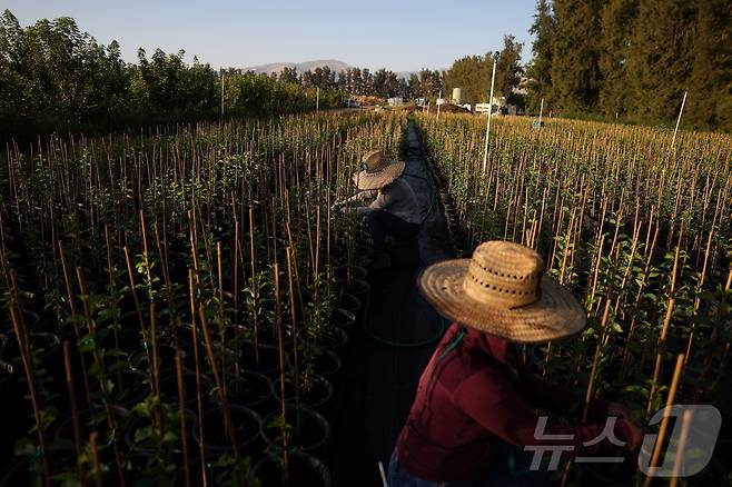 6월 19일(현지시간) 미국 캘리포니아주 컨 카운티의 한 농장에서 과테말라 출신 노동자들이 밭에서 작업하고 있다. 2025.06.19. ⓒ 로이터=뉴스1 ⓒ News1 윤다정 기자