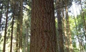 나무속은 딱딱한 목질로 이뤄져 있지만 거기에도 놀랍도록 다양한 미생물들이 서식한다. 최근 미국 예일대 연구진의 조사 연구에 의하면, 평균적인 나무 내부에는 약 1조개의 미생물이 살며, 이런 미생물은 나무 종류에 따라, 내부의 위치에 따라 서로 다른 독특한 군집 생태계를 이루는 것으로 나타났다. 위키미디어 코먼스