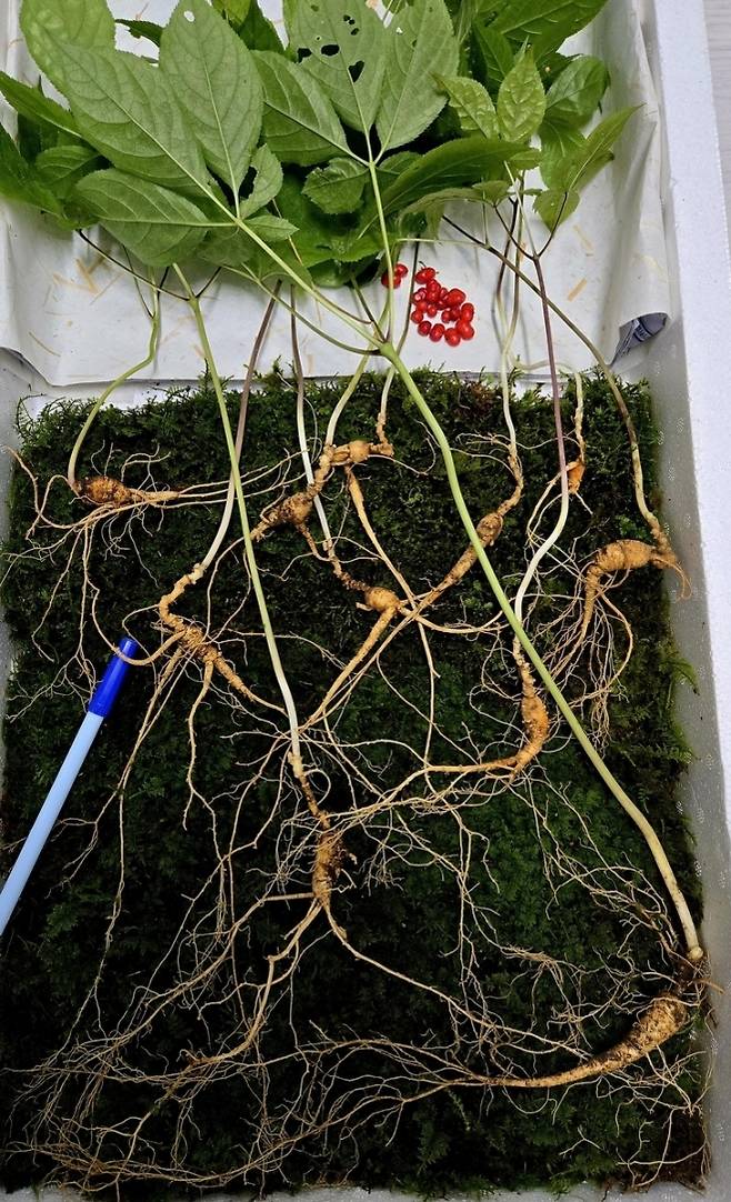 지리산에서 발견된 천종산삼. 한국전통심마니협회 제공.