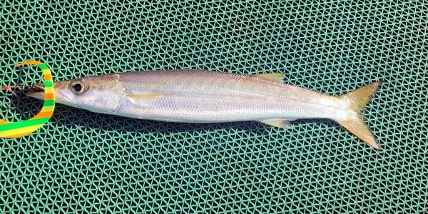 인천 앞바다에서 잡힌 아열대 어종 꼬치고기. /독자 제공