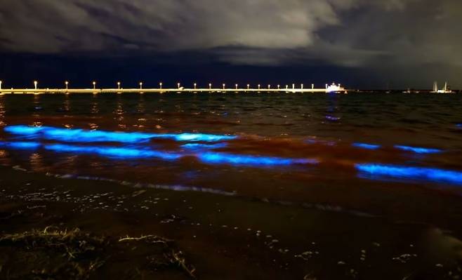 최근 호주 멜버른 인근 세인트 킬다 해변에서 푸르게 물든 모습이 소셜미디어에 공개됐다.