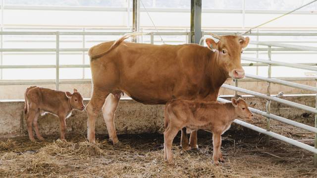 지난달 24일 합천군 쌍백면 이순호 씨 한우농가에서 한 어미 소가 수송아지 쌍둥이를 출산했다. 합천군 제공