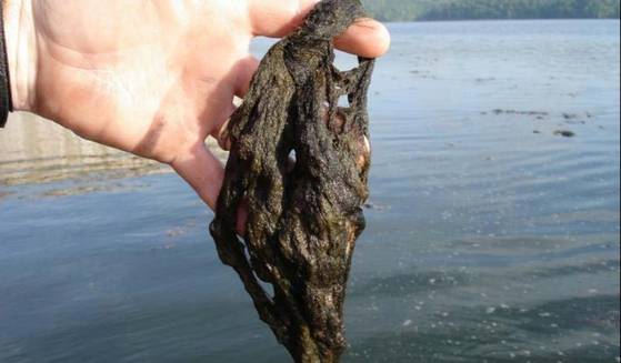 링비아 사체 자료사진.