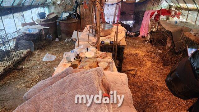 구조 전 유기견 보호소