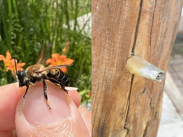 도심 속 작은 틈에 살아가는 장수가위벌(왼쪽)과 벌들의 서식지인 오두막 구멍이 막혀 있는 모습. 고은경 기자, 조수정 벌볼일있는사람들 대표 제공