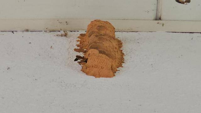 공원 화장실 입구 천장에는 진흙으로 지은 집이 눈에 띄었다. 구멍벌과에 속하는 애검은나나니가 이용하고 있는 집이다. 조수정 벌볼일있는사람들 대표 제공