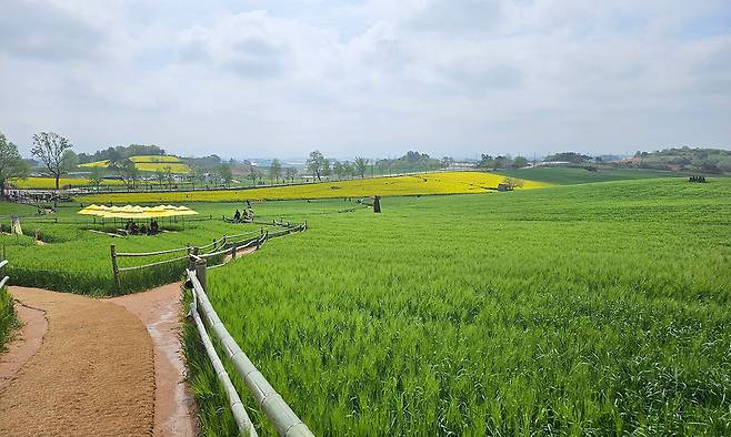 전북 고창군의 청보리밭 모습. 농촌진흥청 제공