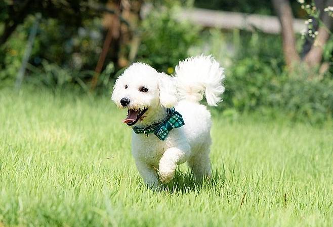 동물보호단체 CRK에서 보호 중인 리코(CRK 제공) ⓒ 뉴스1