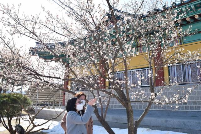 ▲ 봄철 강릉 오죽헌을 찾은 관광객들이 만개한 매화꽃을 구경하고 있다. 강원도민일보 자료사진
