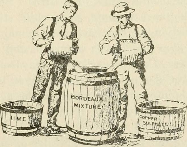 보르도액(Bordeaux mixture)을 만들고 있는 그림.