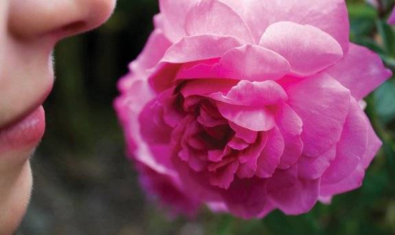 후각과 뇌의 연결고리가 밝혀지면서 향기를 이용한 뇌 건강 관리법이 주목받고 있다. GETTYIMAGES