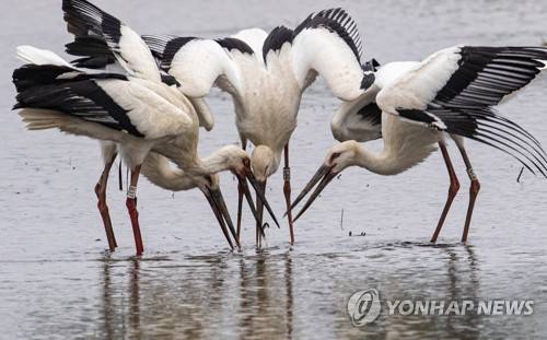 예산황새공원 인근 황새