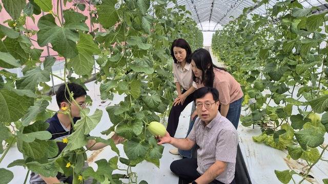 성주농업기술센터 김주섭 소장과 직원들이 수직재배 시험중인 성주참외와 메론 교잡종의 상태를 살펴보고 있다. 이홍섭 기자