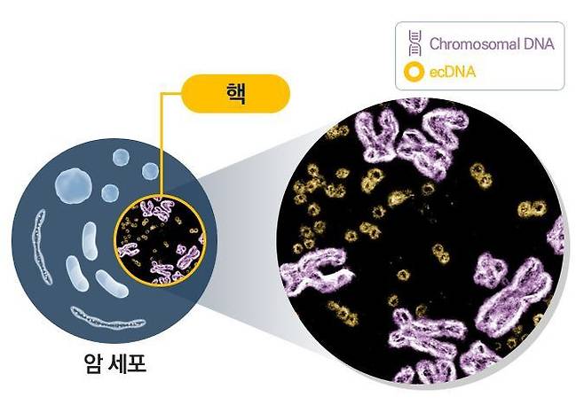 미국과 영국 공동 연구진이 염색체 밖을 떠도는 돌연변이 DNA(ecDNA)가 악성 뇌종양을 키운다는 사실을 처음으로 확인했다./성균관대