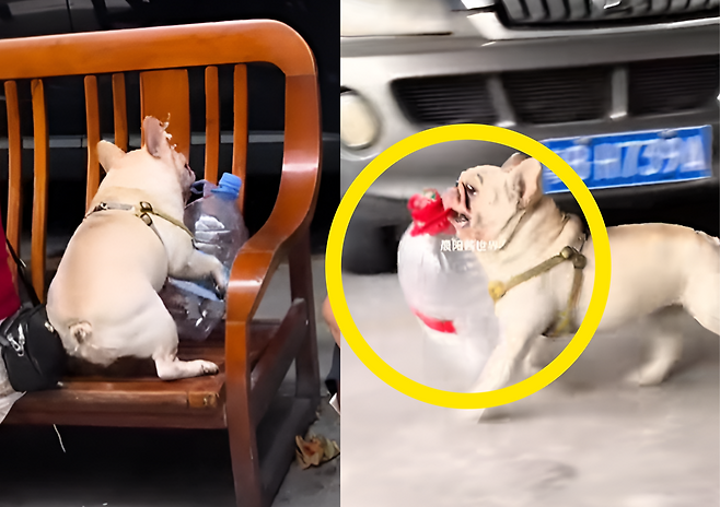 중국 광저우의 강아지 화이트는 5년간 거리에서 페트병을 수거해 1만 위안 이상을 벌었다. SNS에 영상이 공유되면서 지역에서 유명해졌으며, 장 씨는 수익을 유기견에 기부할 계획이라고 밝혔다. (사진=틱톡)