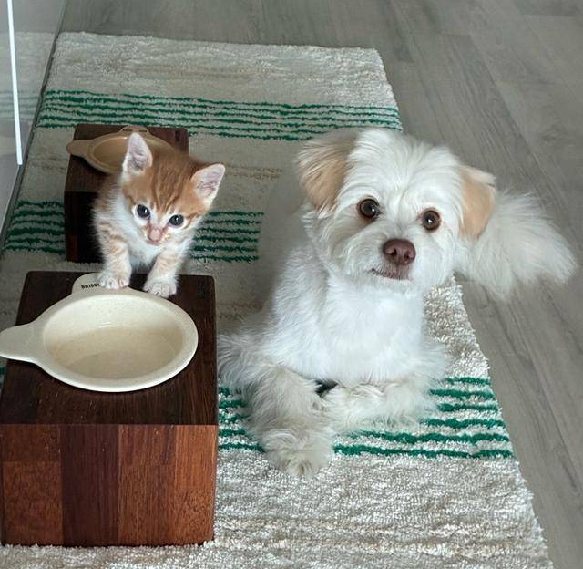 밥그릇 차이마저 귀여워......