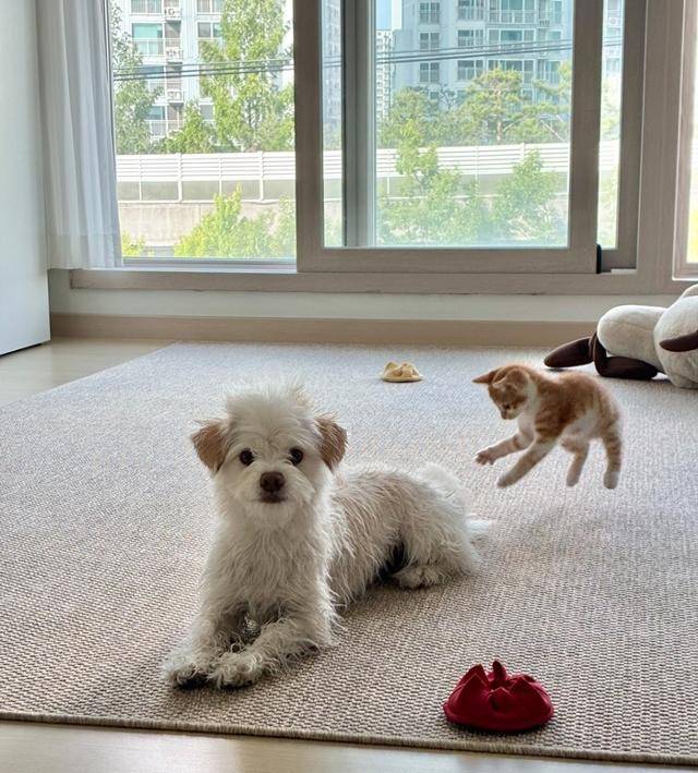 땅콩이 꿈이 액션배우야?