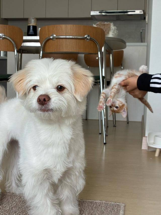 아깽이는 못말려