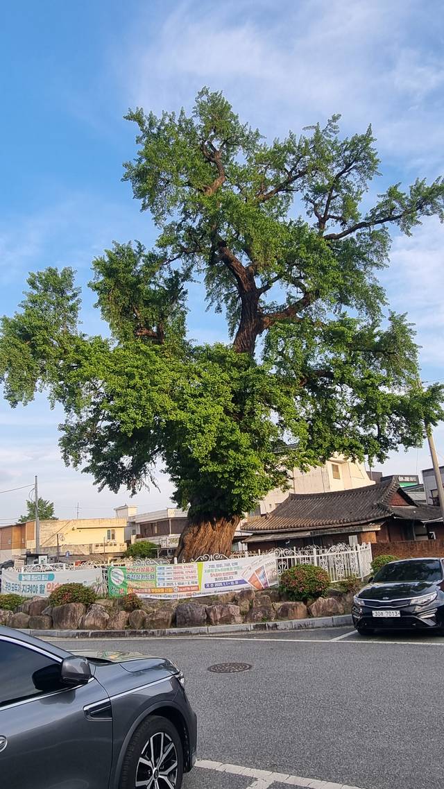 오수 번영회관 앞 주차장의 은행나무. 그 위용이 볼만하다. 수령이 500세는 넘은 듯하다.