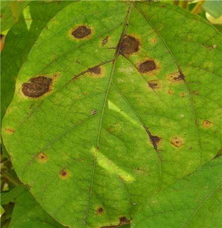 잎, 줄기, 꼬투리에 발생하는 탄저병의 모습. 성숙한 콩 줄기에 선형의 검은색 융기 반점이 생기고 꼬투리 변색, 마름증상을 동반한다.사진=농촌진흥청