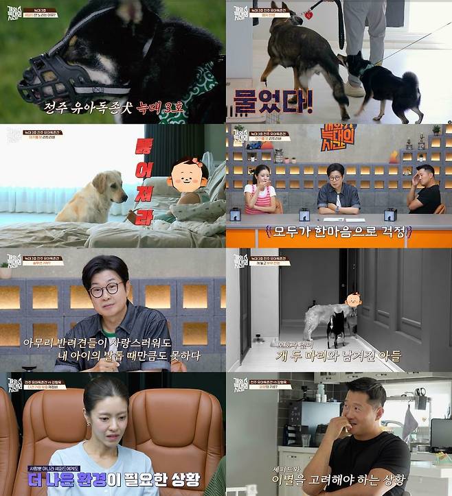 사진=채널A ‘개와 늑대의 시간’