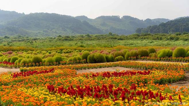 다양한 종류의 꽃을 만날 수 있는 연천 임진강 댑싸리정원. /사진=한국관광공사