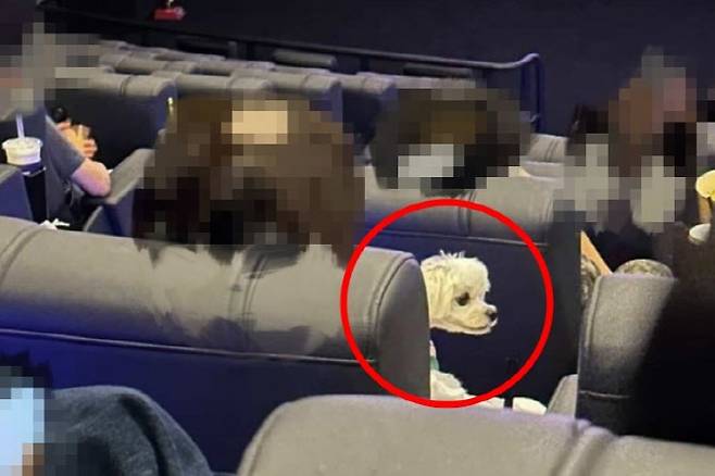 영화관에서 강아지를 품에 안은 관객이 목격돼 논란이 일었다. (사진=사회관계망서비스)